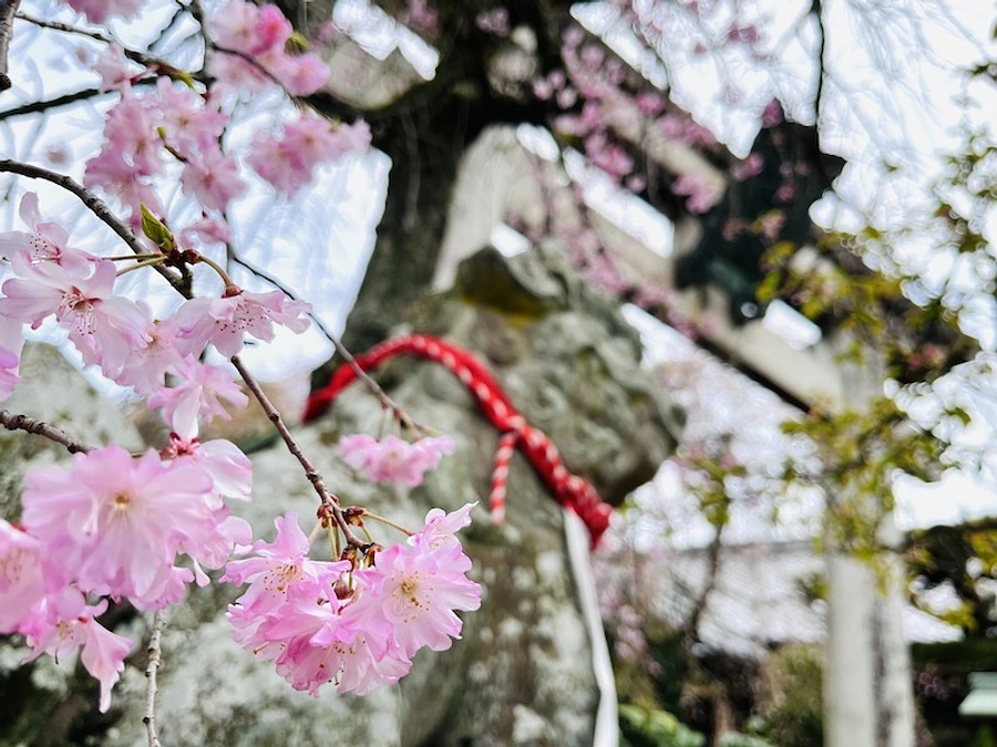 限定御朱印の試作のご紹介です。
