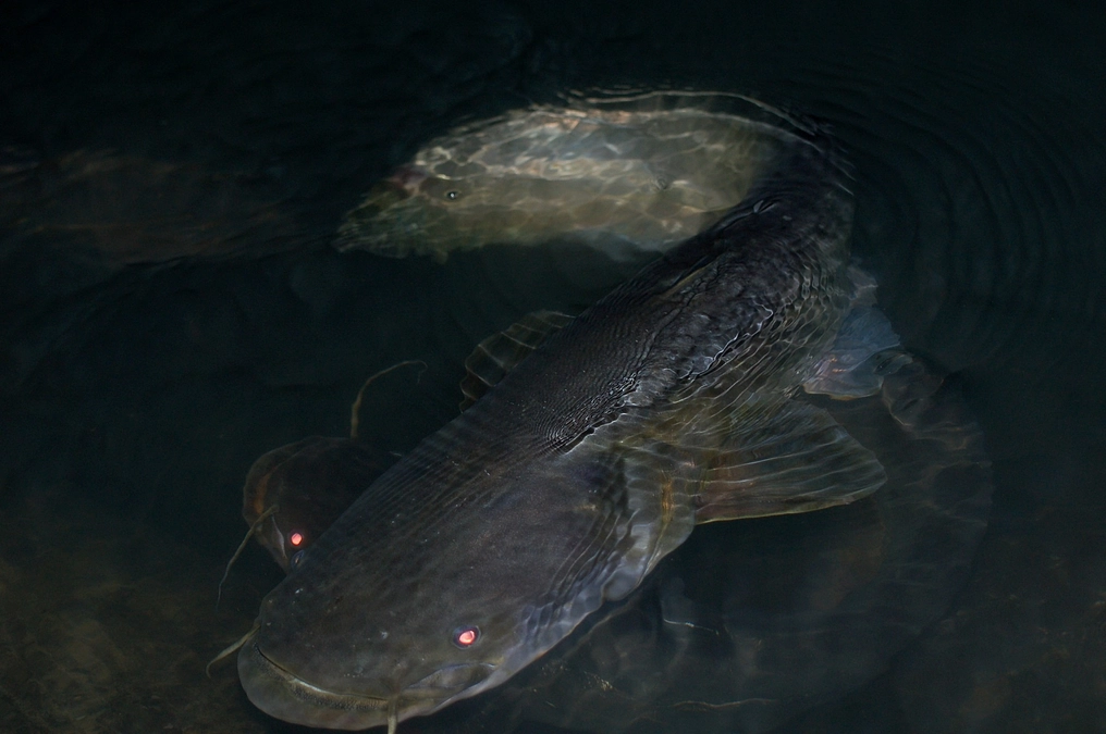 【ナマズ紹介①】ビワコオオナマズ