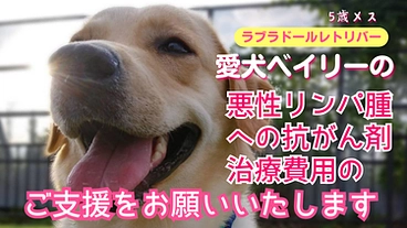 ラブラドールレトリバーの愛犬ベイリーの抗がん剤治療 のトップ画像