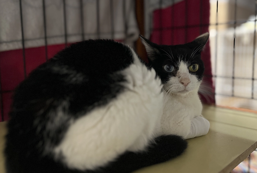 うーちゃんが腹腔内出血