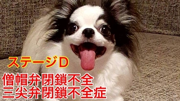 【僧帽弁閉鎖不全症】青海の手術費の支援をおねがいします。 のトップ画像