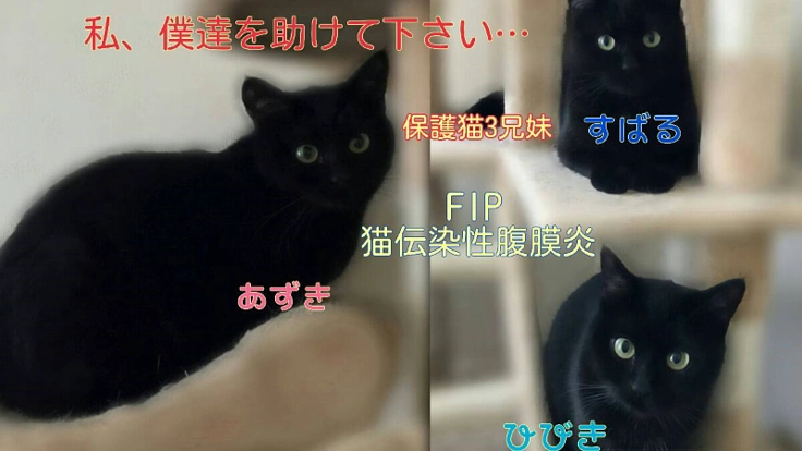 猫伝染性腹膜炎(FIP)を発症した保護猫３兄妹を助けたいです