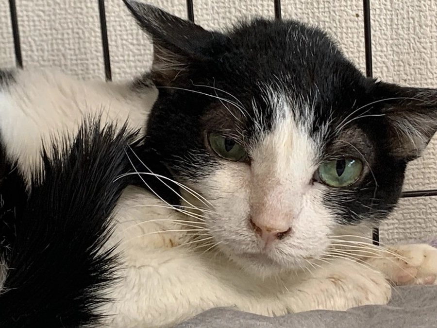 【終了まであと7日】新店舗の様子と、外暮らしを長年経験している子達の口腔内の恐ろしい差