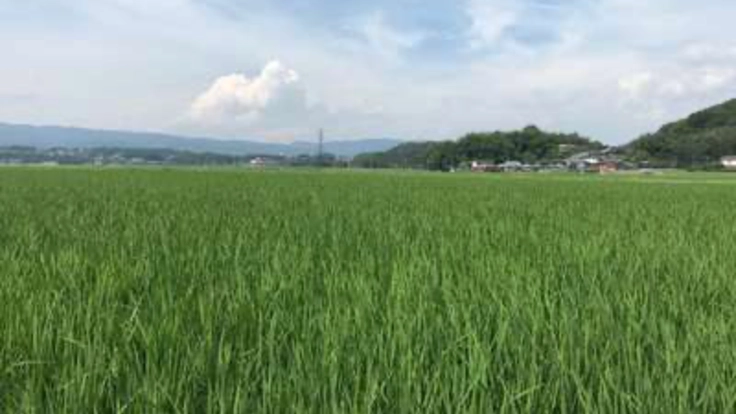 大分のお米・野菜を皆さんに届けたい。