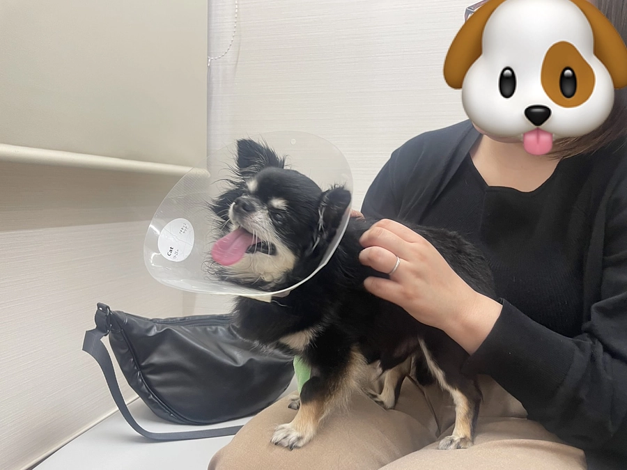 手術前の面会のご報告