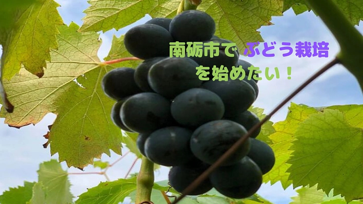 南砺市でぶどうと干柿をつくる！新規就農への挑戦