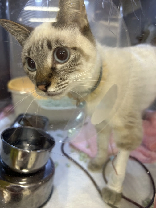 シフォンちゃん２度目の輸血でした。。。