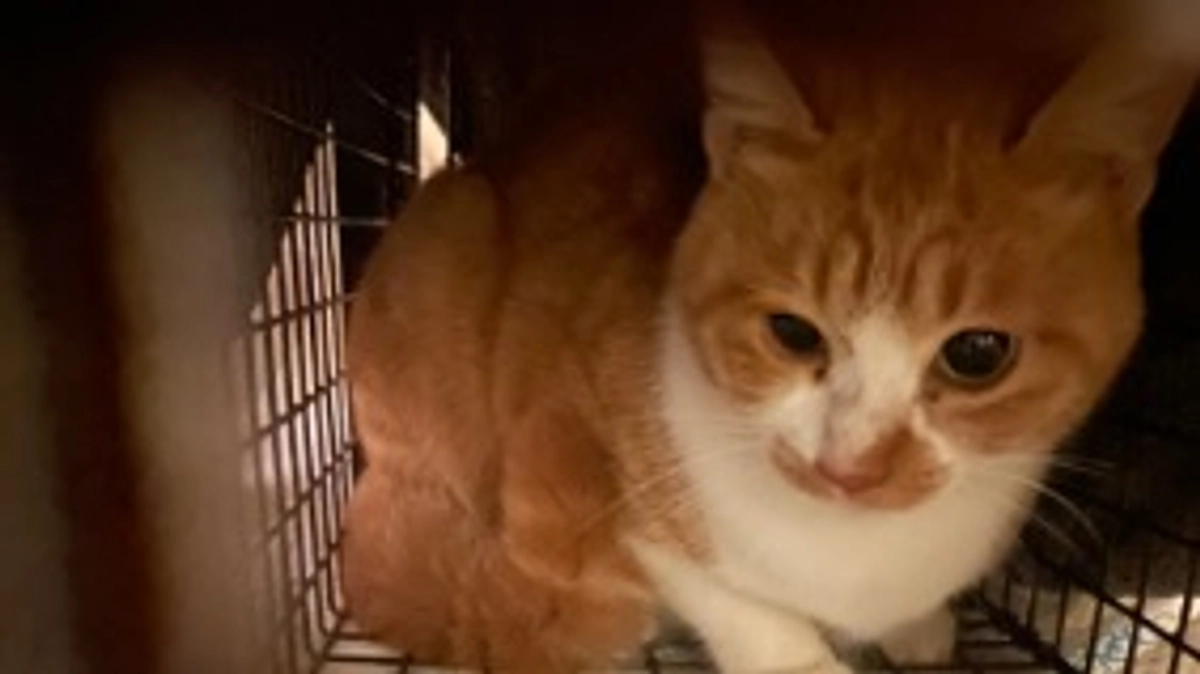 ママ猫ようやく捕まりました。