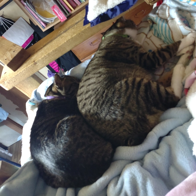 きれいに並んで　爆睡中💤