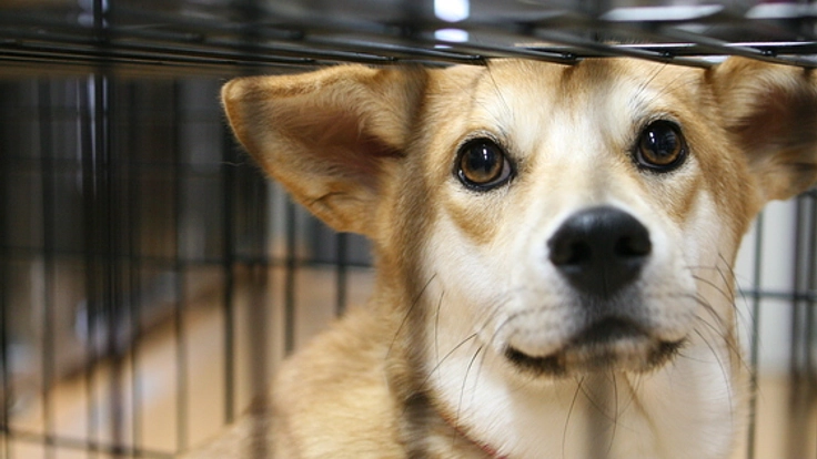 犬猫を保護した際、病気伝染を防ぐ為の隔離室を緊急設置したい！