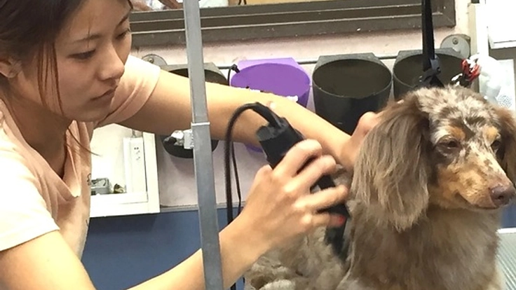 川口市で地元の人が安心できる犬のトリミングサロンを開きたい！