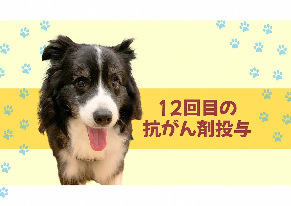 抗がん剤再開12回目