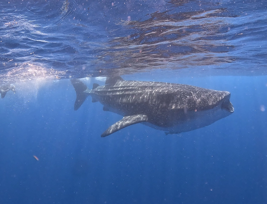 カリブ海ジンベイザメ！