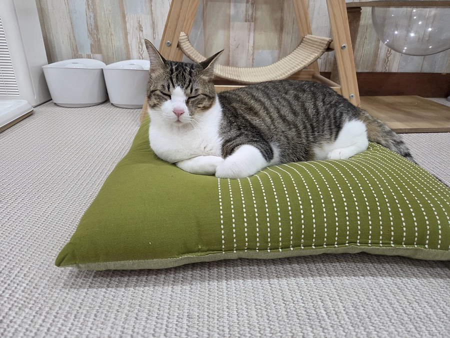 猫ちゃん達のご報告✨