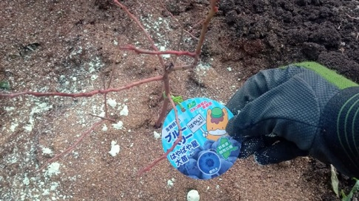 ブルーベリーを植えました！　～その３　肥料～