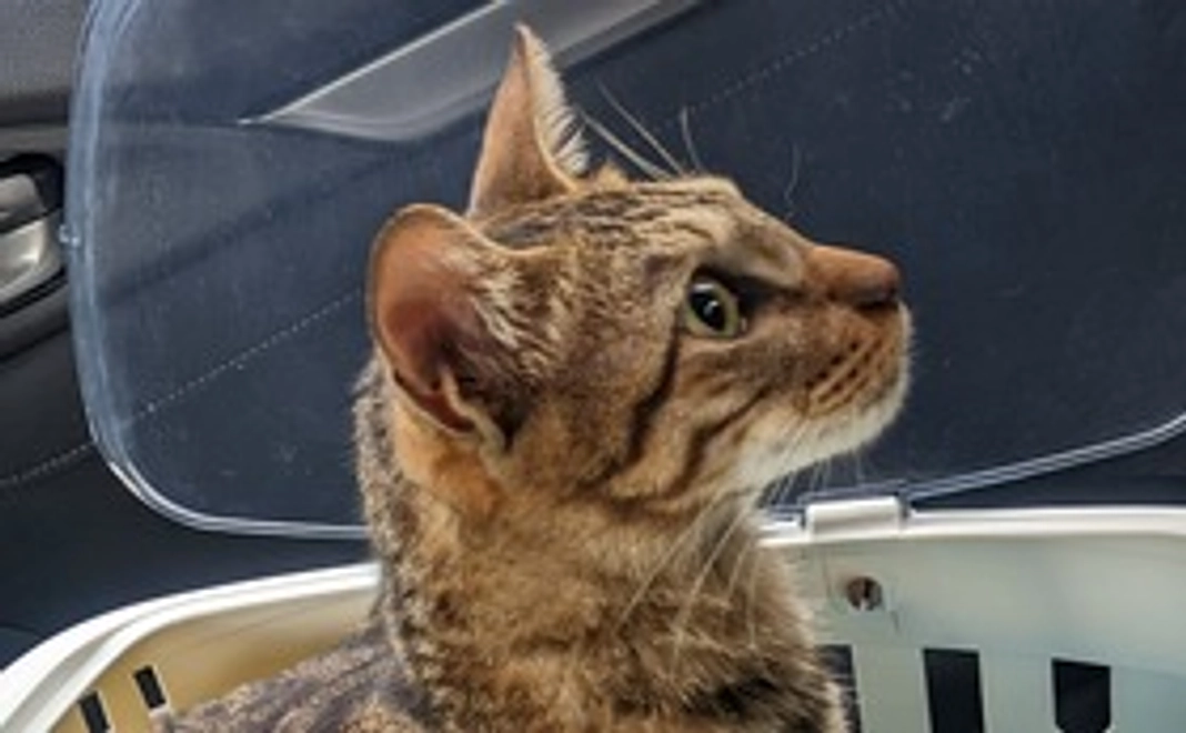 ☆マロン頑張れサポート☆【リターンあり】3,000円