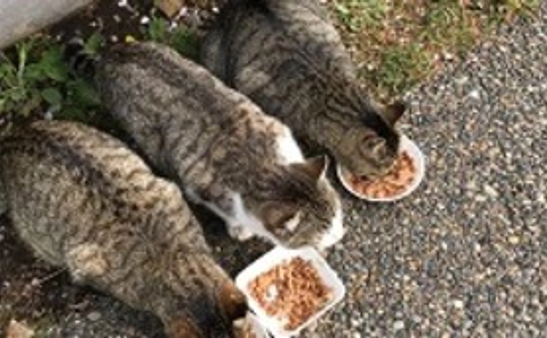 毎月応援コース 1,000円