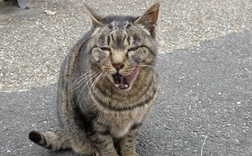 毎月、梅猫サポート1,000円コース