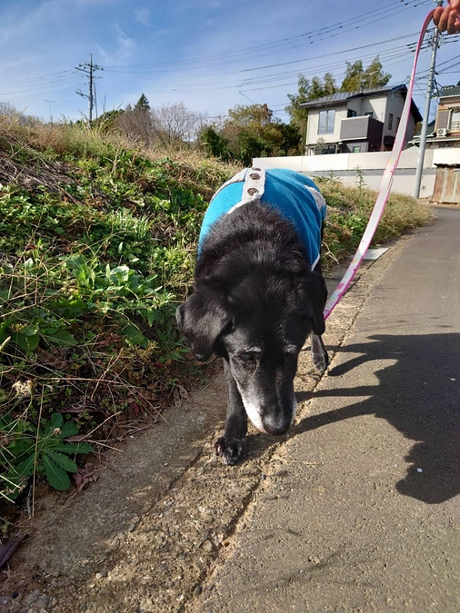 老犬たちの様子（来月18歳になるフェイちゃん）