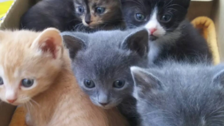 手を差しのべなければ亡くなっていた命。猫たちの命を救う決意！