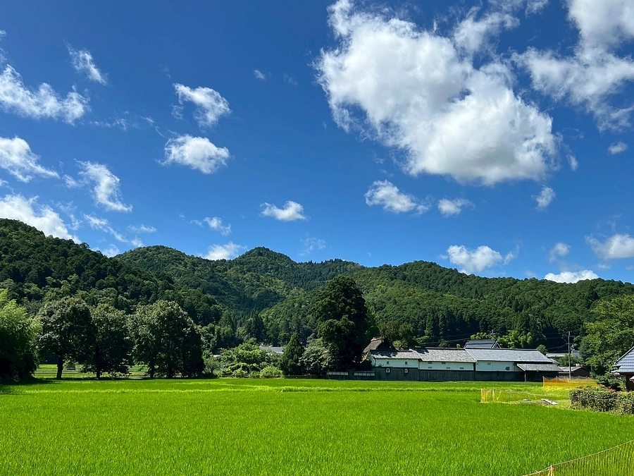 摩氣神社周辺の稲作の様子をご覧ください