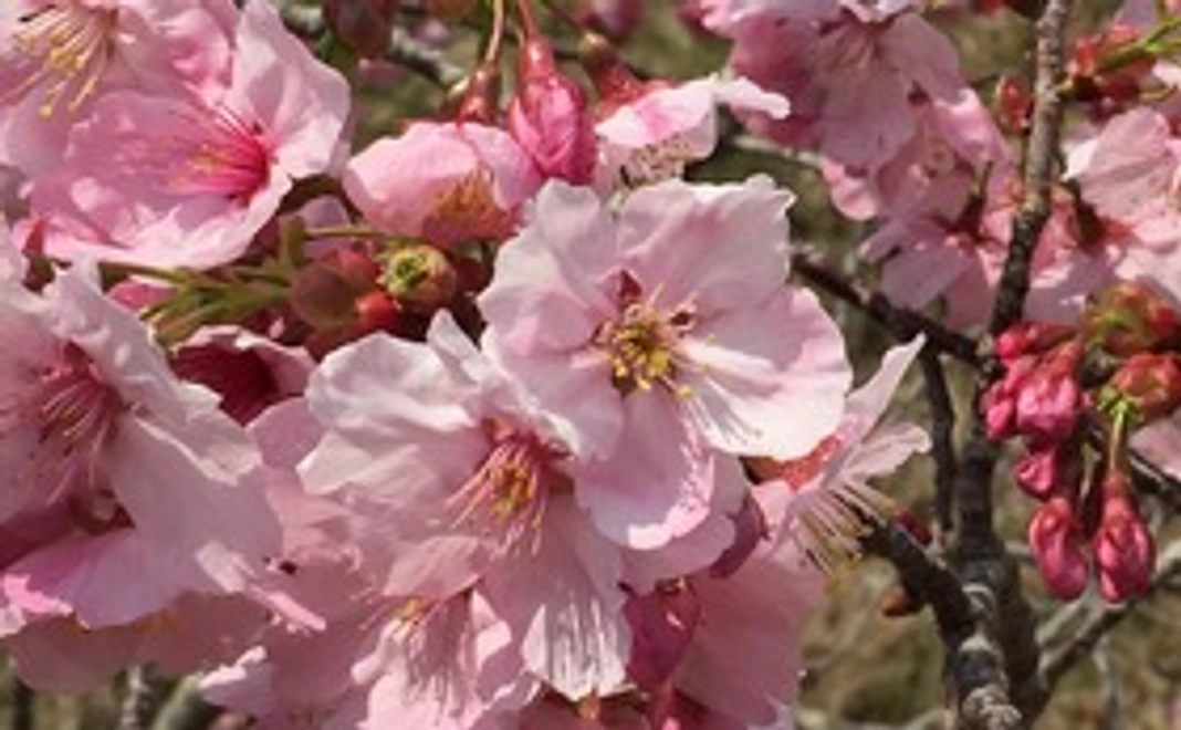 【死別ひとり親家庭支援】子供たちに明るい未来を!