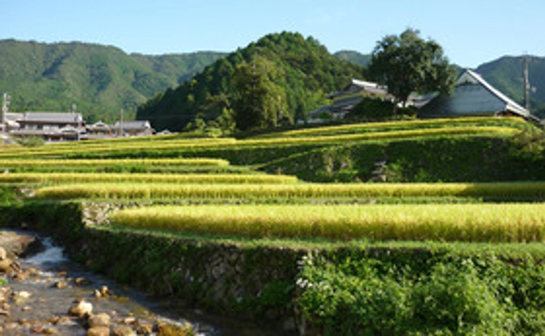 感謝と秋の棚田の写真(画像)のメール