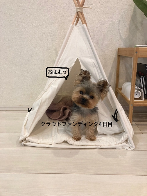 おはようございます☀️(クラファン4日目)