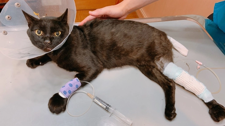 ひき逃げにあった野良猫のルゥちゃんを助けたい！