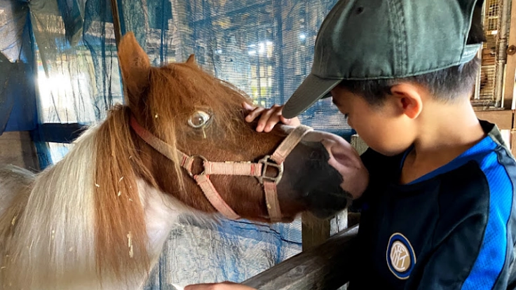 見放された馬たちを助けたい!ふれあい養老牧場完成まであと少し!