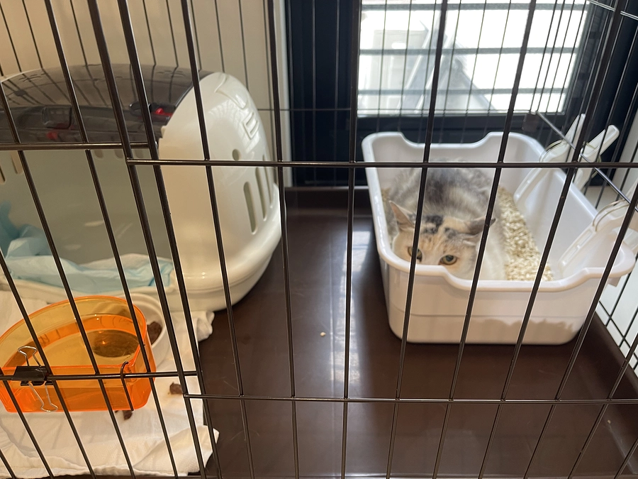 パステルママの保護は見送ります。