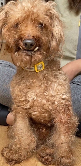 消えかけた生命。理由なんて要らない、生きる為に消えさせない！