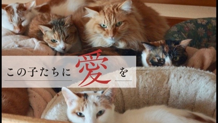 保護猫カフェ閉店で残った猫78匹を助けてください!コロナ禍で困窮