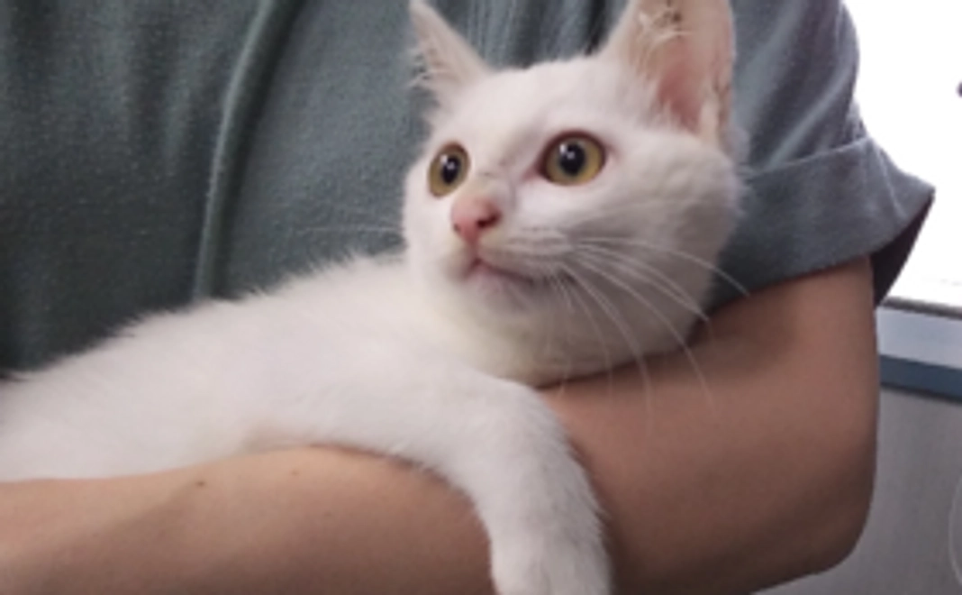 リターン不要（すべて、猫ちゃん達に使わせて下さい）