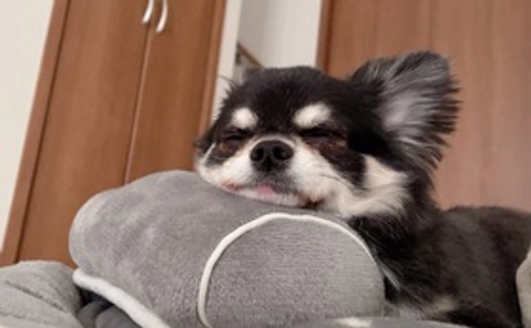 感謝のメッセージ