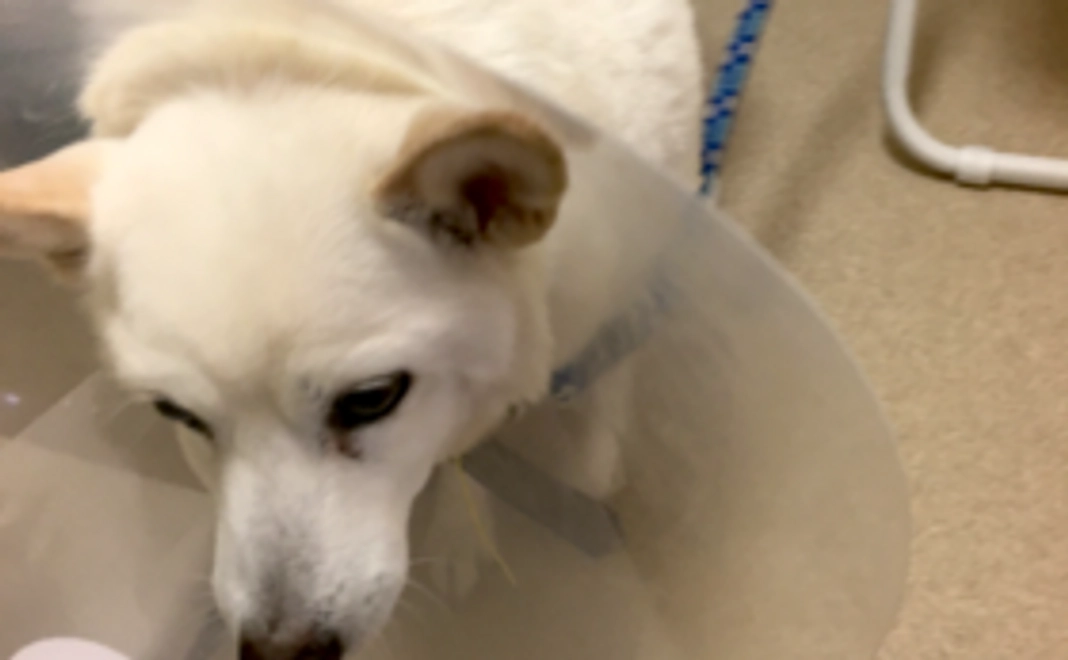 シロちゃん応援サポーター