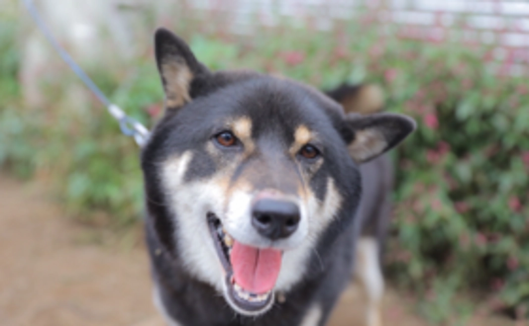 【お気持ちコース】