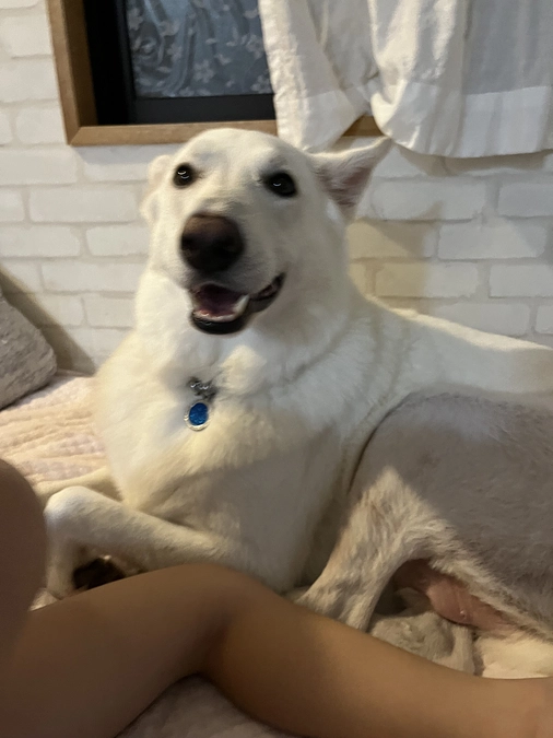 有難うございます。