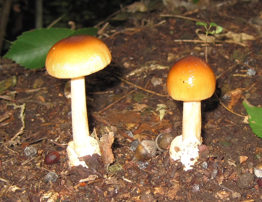 ちらし2200部納品。本日より群馬県内の協力店舗等に設置開始。明日は片品村内に持参予定。