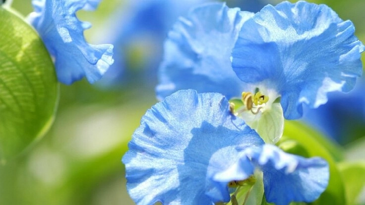 地獄と呼ばれた花を救え！琵琶湖のほとりの青の街再生プロジェクト