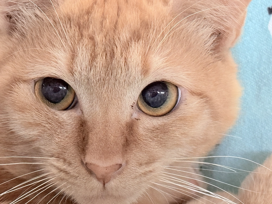 交通事故に遭い手術したボーちゃん！