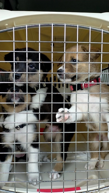野犬の仔犬が来たぞ‼