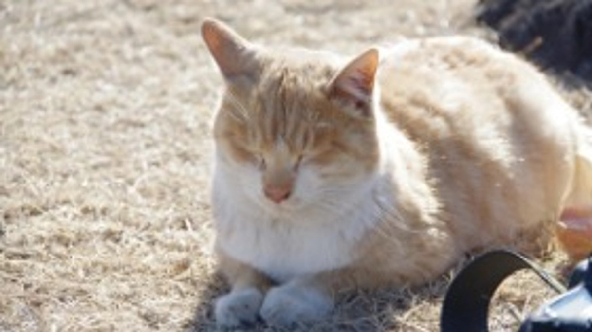 捨て猫は 間接的に 猫殺し