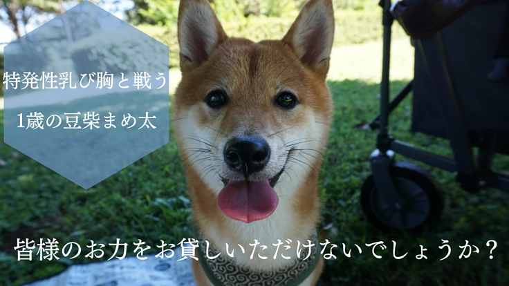 助けてください。難病【特発性乳び胸】に立ち向かう1歳の豆柴のまめ太