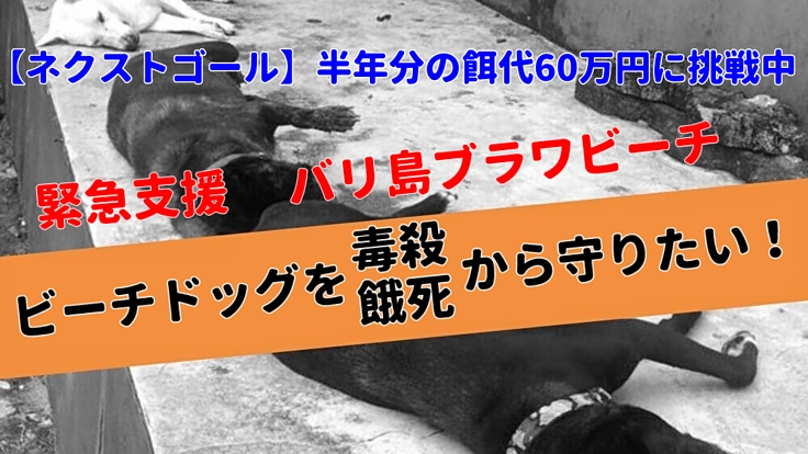 【緊急支援】バリ島ブラワビーチの犬たちを毒殺や餓死から守りたい