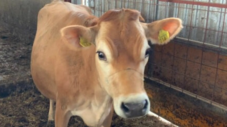 産まれてすぐ殺されるジャージー牛の雄牛を一頭でも助けたい