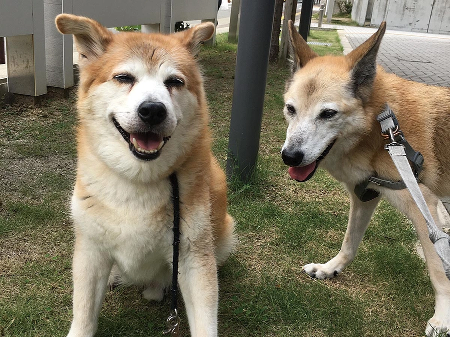 高齢で病気の犬たちが突然亡くなりました。まだ何かできたことがあったのではと・・・