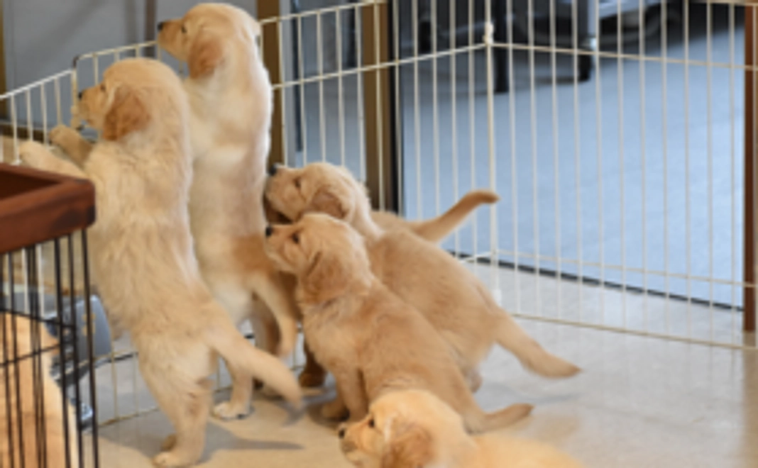 【マイクロチップ購入・登録1回分】ご支援コース