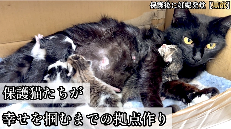 保護猫シェルター【CAT GATE】開設へご支援をお願いします 3枚目