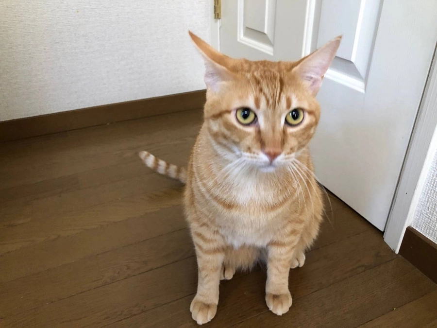 ご自身の限界を超えて受け入れをされてきました。　スタッフりく